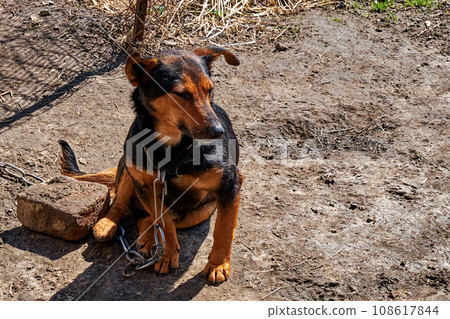 A poignant scene unfolds as a small mongrel dog sits on the ground, a large metal chain around its neck, evoking feelings of solitude and melancholy. A poignant scene unfolds as a small mongrel dog sits on the ground, a large metal chain around its neck, evoking feelings of solitude and melancholy. 108617844