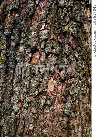 This close-up image magnificently highlights the textured wood bark of a pear tree, adorned with lichen growth, offering a captivating display of nature's intricate textures and colors. This close-up image magnificently highlights the textured wood bark of a pear tree, adorned with lichen growth, offering a captivating display of nature's intricate textures and colors. 108617845