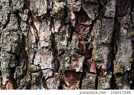 Against the backdrop of textured wood bark, this close-up shot emphasizes the intricate patterns and colors of the lichen, creating a visually appealing fusion of nature's elements. Against the backdrop of textured wood bark, this close-up shot emphasizes the intricate patterns and colors of the lichen, creating a visually appealing fusion of nature's elements. 108617846