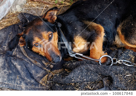 A small dog lies on dirty rags. Dog on a chain. 108617848