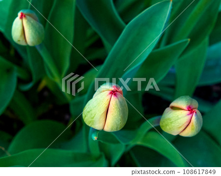 A close-up photo of three green tulip buds with red tips on a background of green leaves. A bud of a young tulip flower. Flower on the flowerbed. 108617849