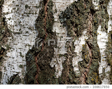 In a close-up photo, the textured wood bark of a birch tree becomes a captivating background, adorned with moss and lichen, showcasing the beauty of nature's patterns. In a close-up photo, the textured wood bark of a birch tree becomes a captivating background, adorned with moss and lichen, showcasing the beauty of nature's patterns. 108617850