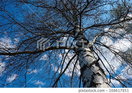 In this serene scene, a tall tree with a white trunk and bare branches graces the backdrop of a clear blue sky, capturing the essence of a spring day. 108617851
