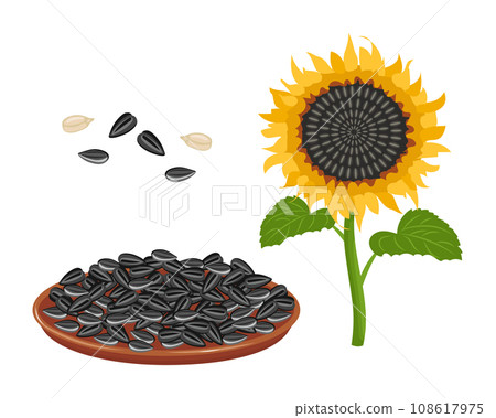 Sunflower set. Sunflower oil, sunflower plant, seeds in a canvas bag, wooden spoon and bowl. Agriculture, food. Vector 108617975