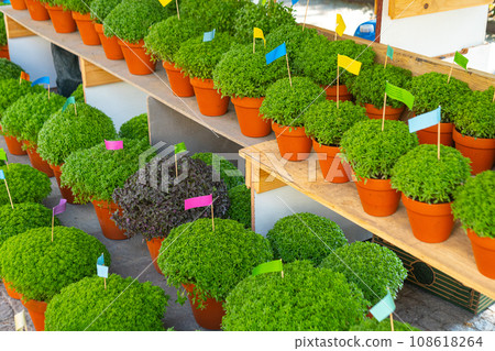 Lot of Manjerico plants on the market stall. Lot of Manjerico plants on the market stall. 108618264