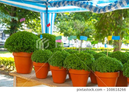 Traditional Manjerico plants on the market stall in Porto Traditional Manjerico plants on the market stall in Porto 108618266