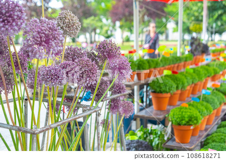 Lot of Manjerico plants and garlic flowers on the market stall. Lot of Manjerico plants and garlic flowers on the market stall. 108618271