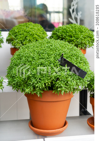 Manjerico plant in the market stall. Manjerico plant in the market stall. 108618285