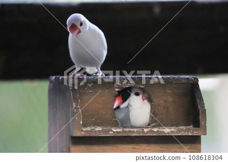 Java sparrow looking at a crowded nest box from above Java sparrow looking at a crowded nest box from above 108618304