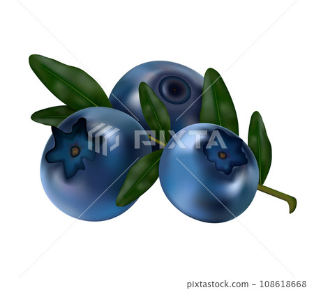 Vector Illustration of Fresh Blueberries with Green Leaves. Vector Illustration of Fresh Blueberries with Green Leaves. 108618668
