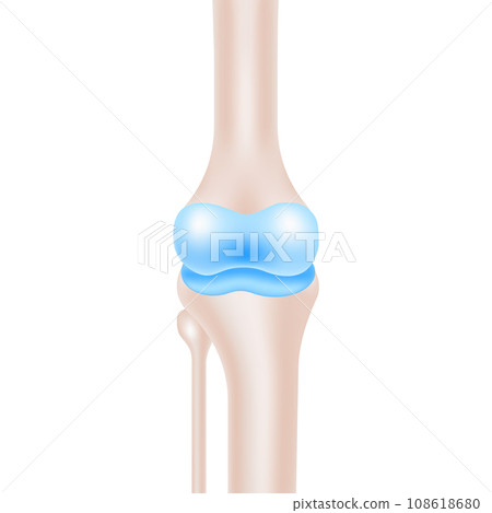 Detailed Human Knee Joint Anatomy for Medical Use Vector Illustration. 108618680