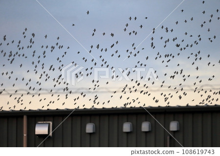 Flock of birds at sunset (starlings) 108619743