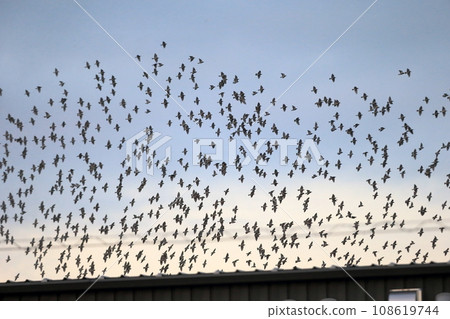 Flock of birds at sunset (starlings) Flock of birds at sunset (starlings) 108619744