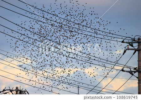 Flock of birds at sunset (starlings) 108619745