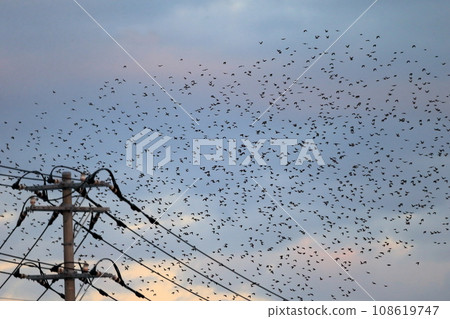 Flock of birds at sunset (starlings) Flock of birds at sunset (starlings) 108619747