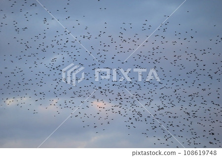Flock of birds at sunset (starlings) Flock of birds at sunset (starlings) 108619748
