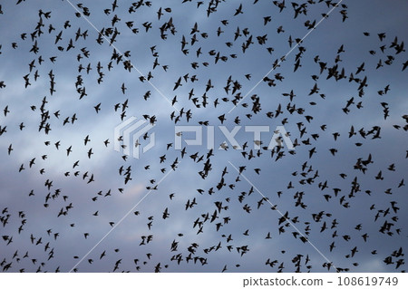 Flock of birds at sunset (starlings) Flock of birds at sunset (starlings) 108619749