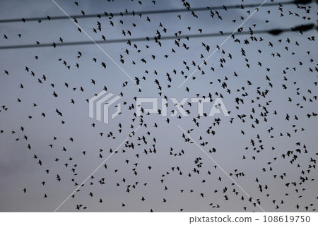 Flock of birds at sunset (starlings) Flock of birds at sunset (starlings) 108619750
