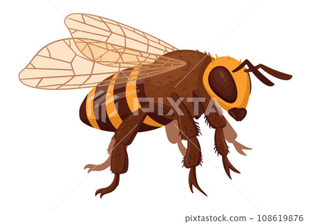 Cartoon bee. Honey bee insect, cute striped bumblebee. Winged insect isolated flat vector illustration Cartoon bee. Honey bee insect, cute striped bumblebee. Winged insect isolated flat vector illustration 108619876