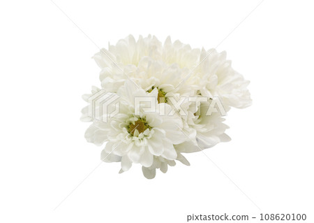 Bouquet of white chrysanthemums on white background 108620100