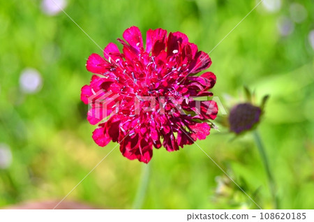 Flowers in garden during summer. Flowers background Flowers in garden during summer. Flowers background 108620185