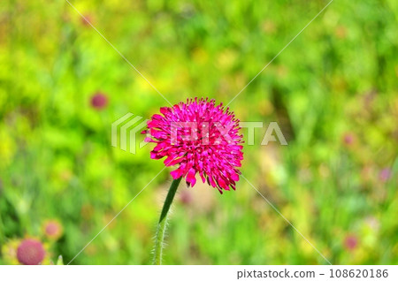 Flowers in garden during summer. Flowers background Flowers in garden during summer. Flowers background 108620186