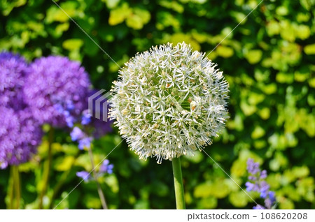 Flowers in garden during summer. Flowers background 108620208