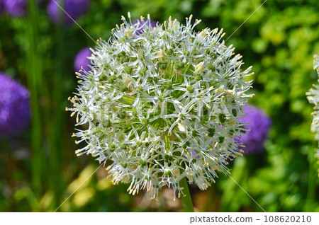 Flowers in garden during summer. Flowers background 108620210