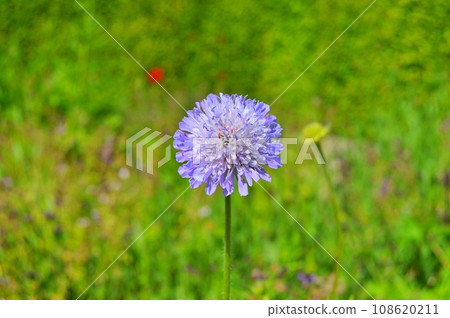 Flowers in garden during summer. Flowers background 108620211