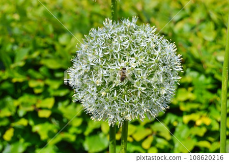 Flowers in garden during summer. Flowers background Flowers in garden during summer. Flowers background 108620216