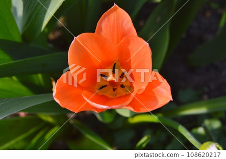 Flowers in garden during summer. Flowers background 108620217