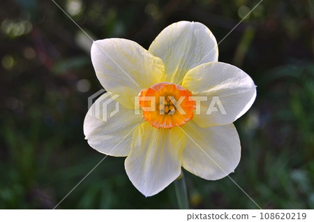 Flowers in garden during summer. Flowers background 108620219