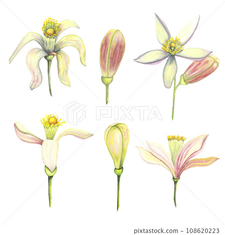 Watercolor tender set with bud and flower. Hand painted pink lemon tangerine orange flowers isolated on white background. Illustration for design, print, fabric, decor Watercolor tender set with bud and flower. Hand painted pink lemon tangerine orange flowers isolated on white background. Illustration for design, print, fabric, decor 108620223
