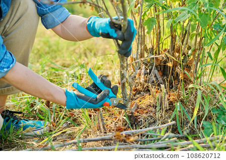 Woman cuts dry branches on black currant bush with secateurs Woman cuts dry branches on black currant bush with secateurs 108620712