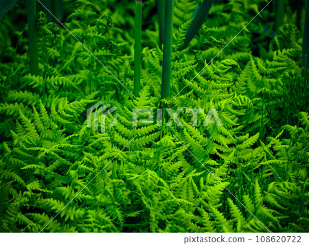 Fern leaf　 108620722