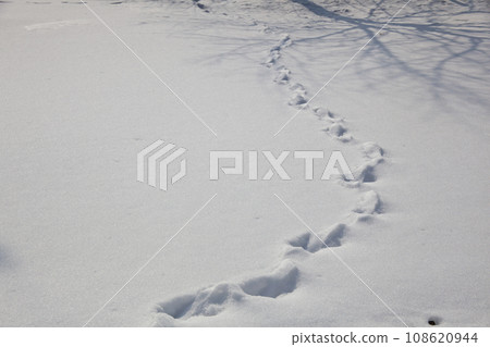 footprints in the snow 108620944