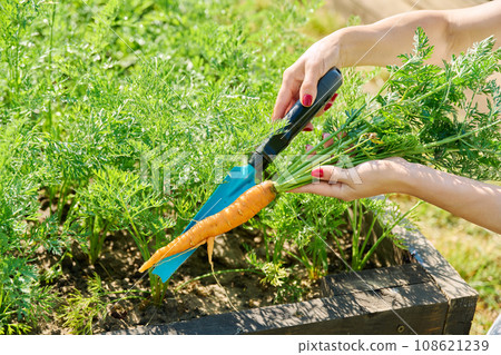 Close-up of harvest of carrots in hands of female farmer, farmer's market 108621239