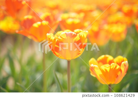 A tulip field in full bloom. Sakura Tulip Festa 2023. A tulip field in full bloom. Sakura Tulip Festa 2023. 108621429