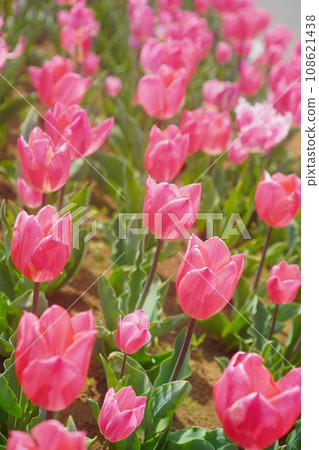 Dark tulips. A tulip field in full bloom. Sakura Tulip Festa 2023. Dark tulips. A tulip field in full bloom. Sakura Tulip Festa 2023. 108621438