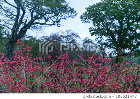 fruit of dawn fruit of dawn 108621478