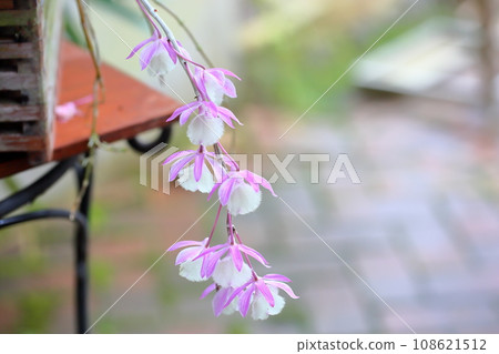 Orchid Flower Bohemian Rhapsody Orchid Flower Bohemian Rhapsody 108621512