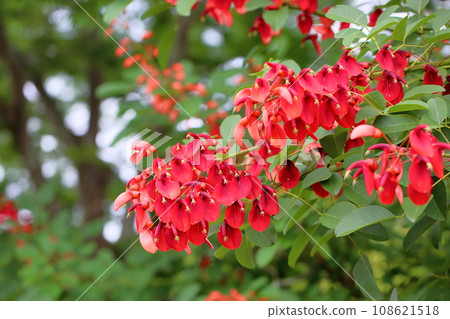 American Flower of Deigo 108621518