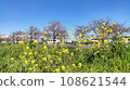 Rape blossoms shining in the spring blue sky 108621544