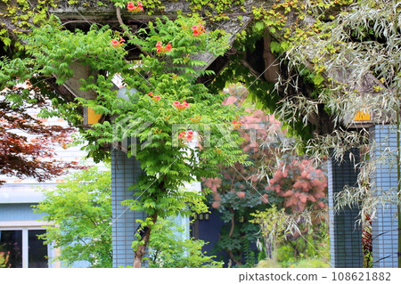 Flower of a novice kazura Flower of a novice kazura 108621882