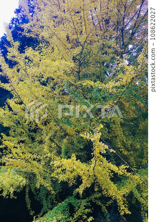 Let's go to Satoyama this fall Let's go to Satoyama this fall 108622027