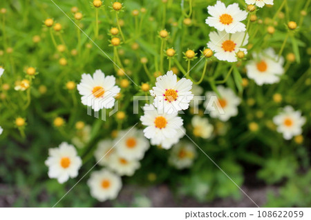 金雞菊花 菊科 金雞菊花 菊科 108622059