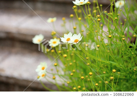 Coreopsis flower Asteraceae Coreopsis flower Asteraceae 108622060