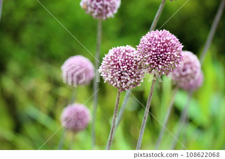 Allium Flower Summer Drummer Allium Flower Summer Drummer 108622068