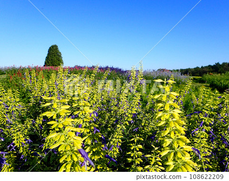 Aoyama Resort Herb Garden welcomes sage season Aoyama Resort Herb Garden welcomes sage season 108622209
