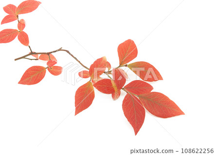 Autumn leaves of blueberries with a white background Autumn leaves of blueberries with a white background 108622256